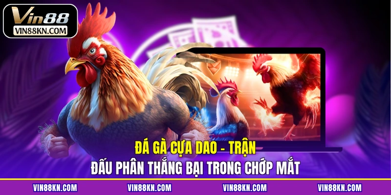 Đá gà cựa dao
